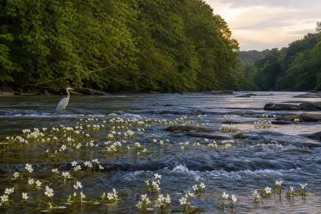 White Cahaba lilies blooming across a rocky river shoal below hardwood banks