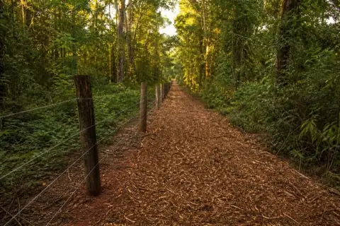 Freshly mulched fence corridor through Alabama hardwoods in late light